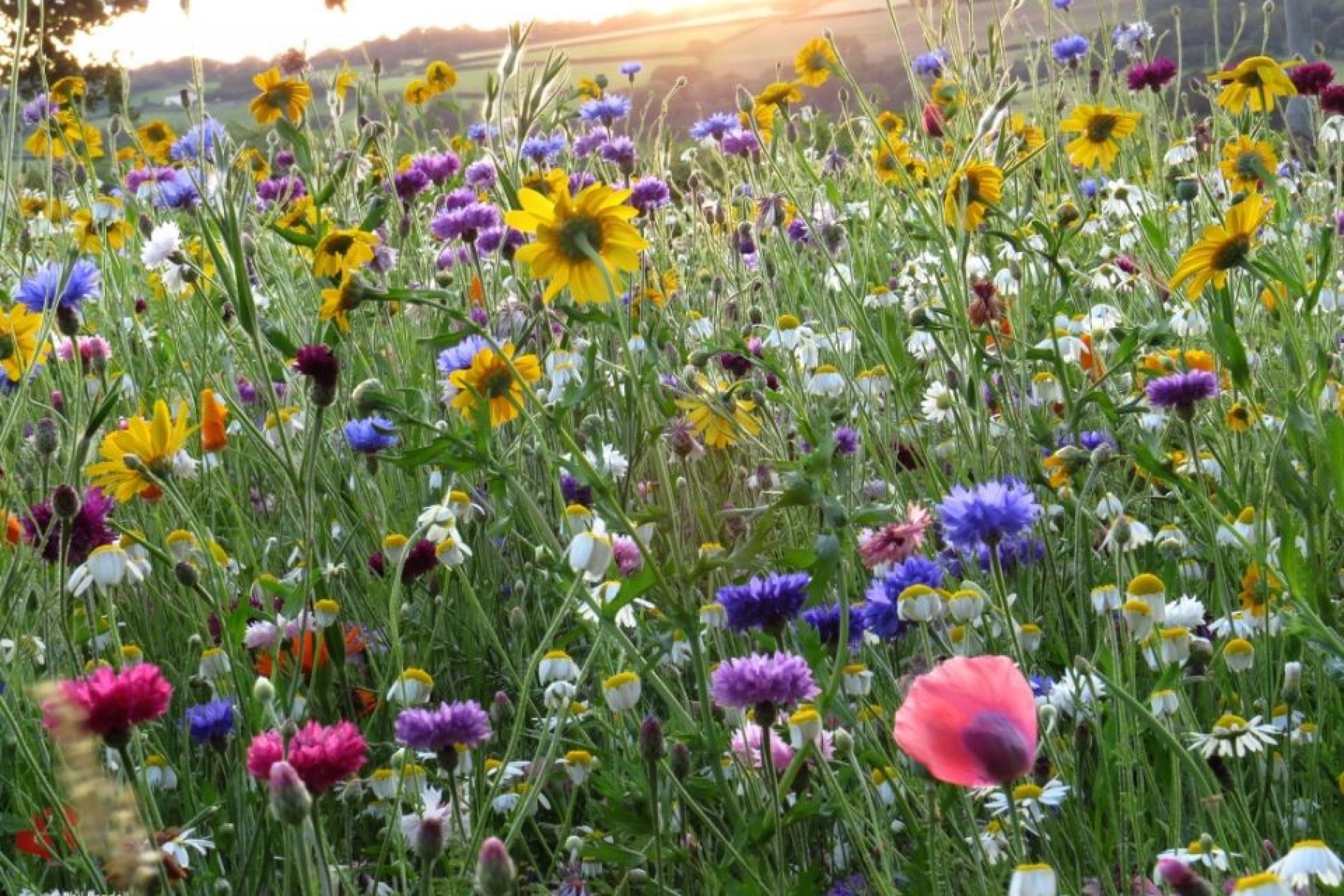 Penhow wildflower planting